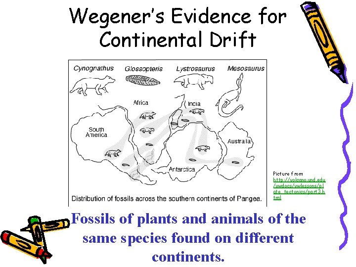 Wegener’s Evidence for Continental Drift Picture from http: //volcano. und. edu /vwdocs/vwlessons/pl ate_tectonics/part 3.