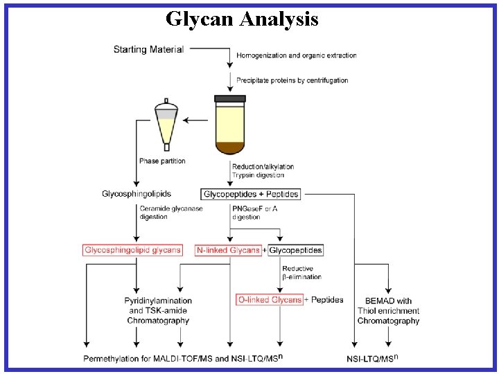 Glycan Analysis 