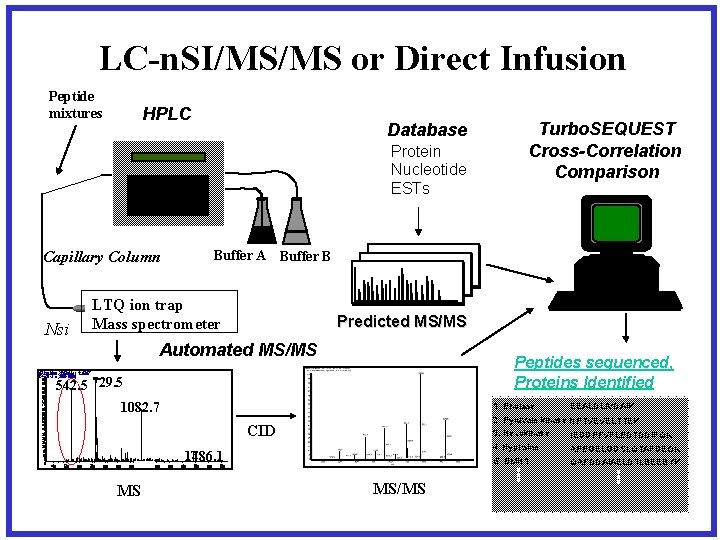 LC-n. SI/MS/MS or Direct Infusion Peptide mixtures HPLC Database Protein Nucleotide ESTs Buffer A