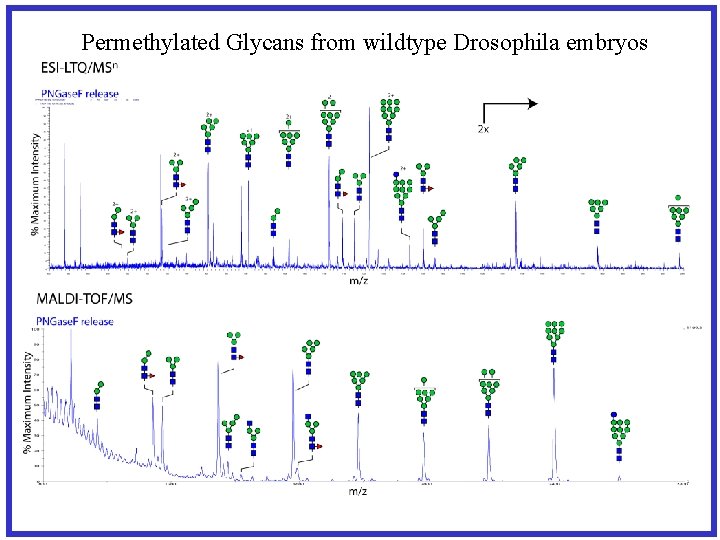 Permethylated Glycans from wildtype Drosophila embryos 