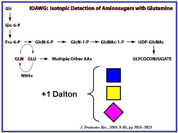 +1 Dalton J. Proteome Res. , 2009, 8 (8), pp 3816– 3823 