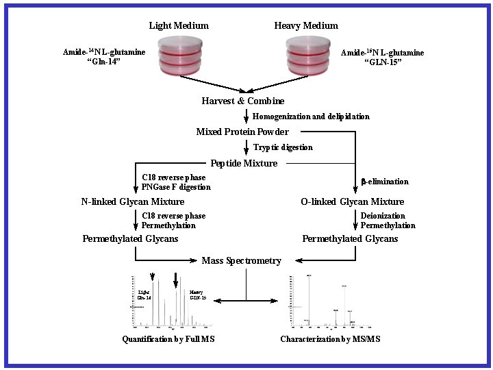 Heavy Medium Light Medium Amide-14 N L-glutamine “Gln-14” Amide-15 N L-glutamine “GLN-15” Harvest &