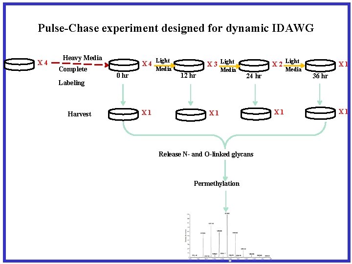 Pulse-Chase experiment designed for dynamic IDAWG X 4 Heavy Media Complete Labeling Harvest X