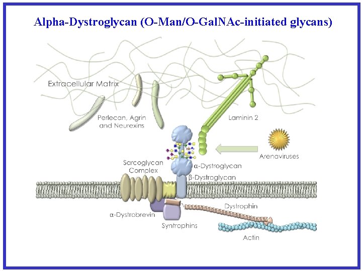 Alpha-Dystroglycan (O-Man/O-Gal. NAc-initiated glycans) 