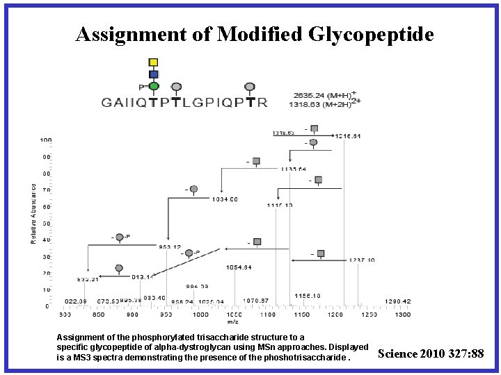 Assignment of Modified Glycopeptide Assignment of the phosphorylated trisaccharide structure to a specific glycopeptide