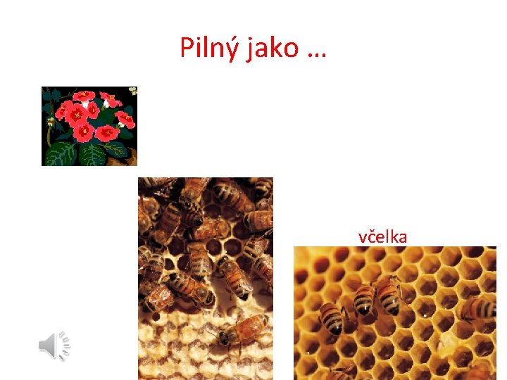 Pilný jako … včelka 