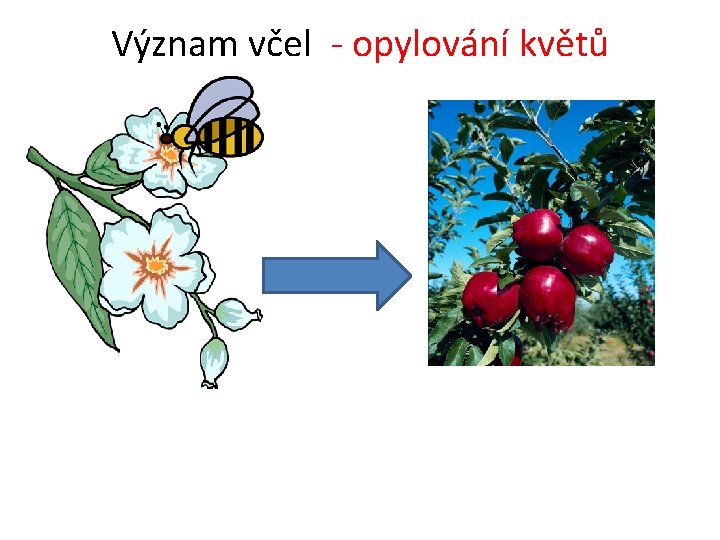 Význam včel - opylování květů 