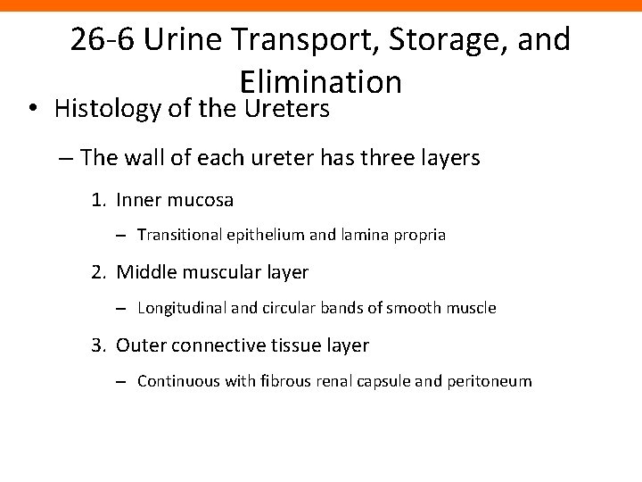 26 -6 Urine Transport, Storage, and Elimination • Histology of the Ureters – The