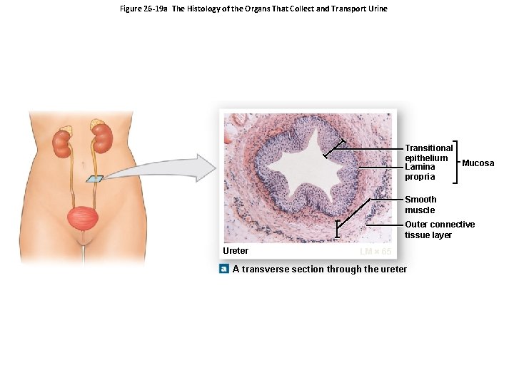 Figure 26 -19 a The Histology of the Organs That Collect and Transport Urine