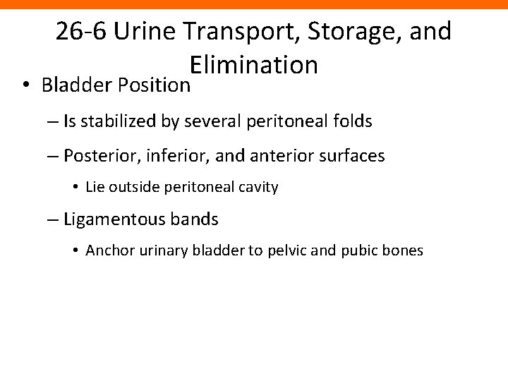 26 -6 Urine Transport, Storage, and Elimination • Bladder Position – Is stabilized by