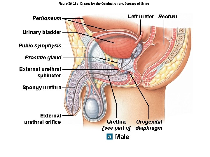 Figure 26 -18 a Organs for the Conduction and Storage of Urine Peritoneum Left