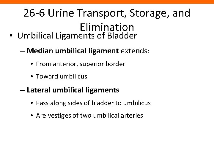 26 -6 Urine Transport, Storage, and Elimination • Umbilical Ligaments of Bladder – Median