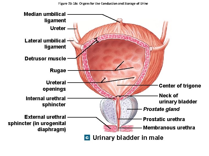 Figure 26 -18 c Organs for the Conduction and Storage of Urine Median umbilical
