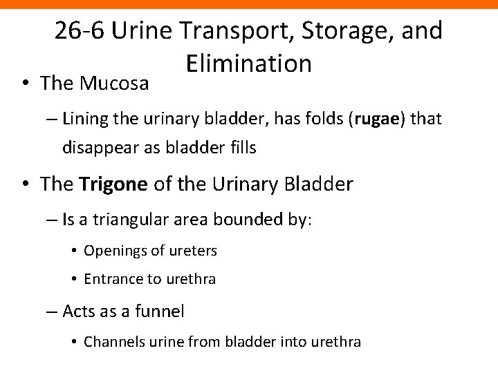 26 -6 Urine Transport, Storage, and Elimination • The Mucosa – Lining the urinary