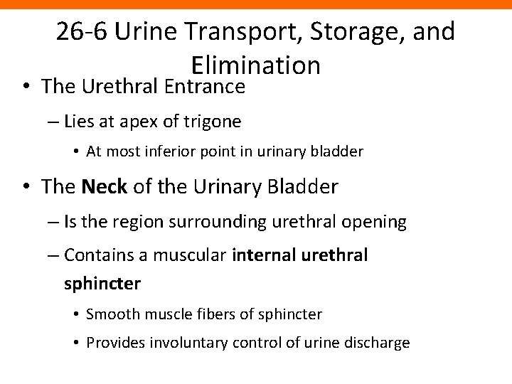 26 -6 Urine Transport, Storage, and Elimination • The Urethral Entrance – Lies at