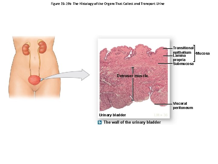 Figure 26 -19 b The Histology of the Organs That Collect and Transport Urine