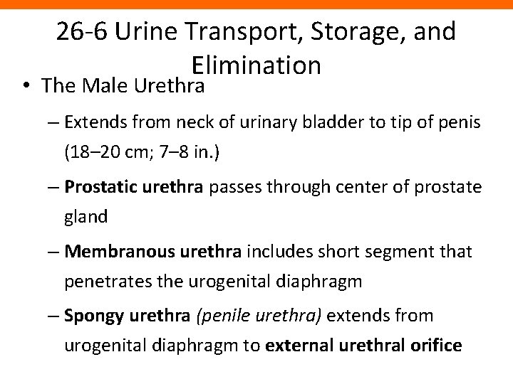 26 -6 Urine Transport, Storage, and Elimination • The Male Urethra – Extends from