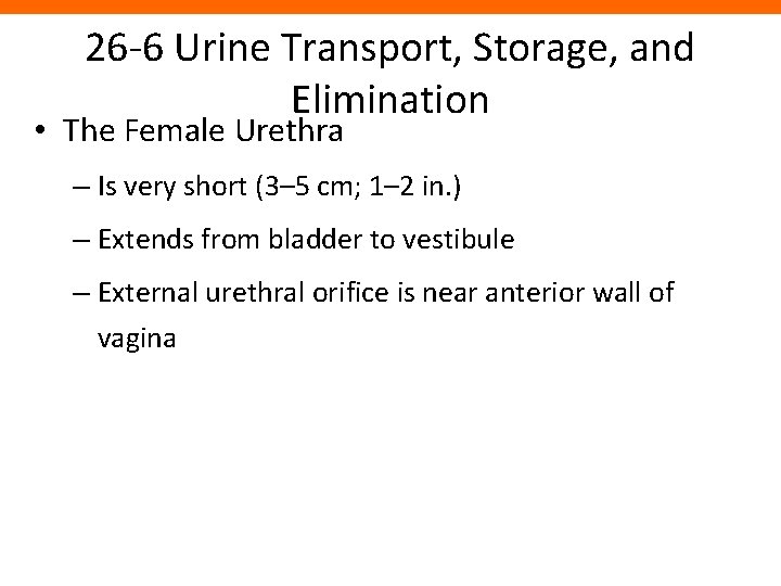 26 -6 Urine Transport, Storage, and Elimination • The Female Urethra – Is very