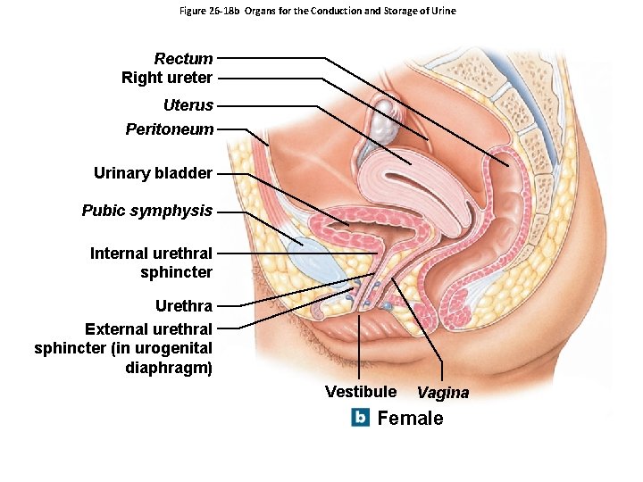 Figure 26 -18 b Organs for the Conduction and Storage of Urine Rectum Right