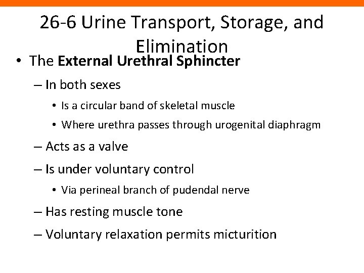 26 -6 Urine Transport, Storage, and Elimination • The External Urethral Sphincter – In