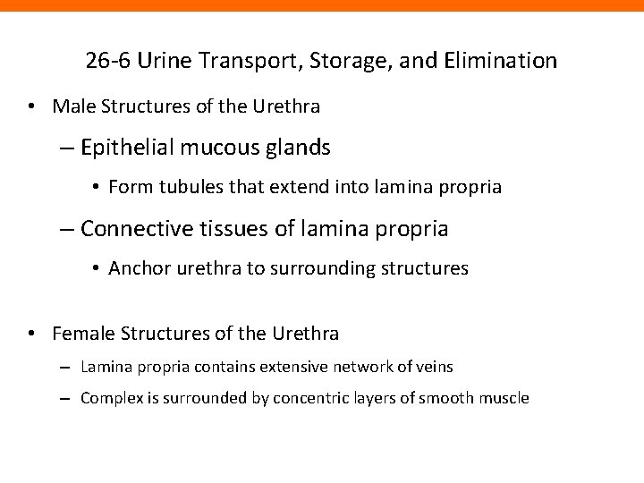 26 -6 Urine Transport, Storage, and Elimination • Male Structures of the Urethra –