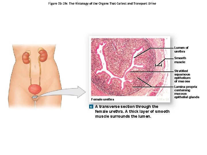 Figure 26 -19 c The Histology of the Organs That Collect and Transport Urine