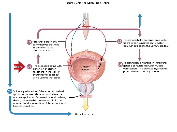 Figure 26 -20 The Micturition Reflex Parasympathetic preganglionic motor fibers in pelvic nerves carry