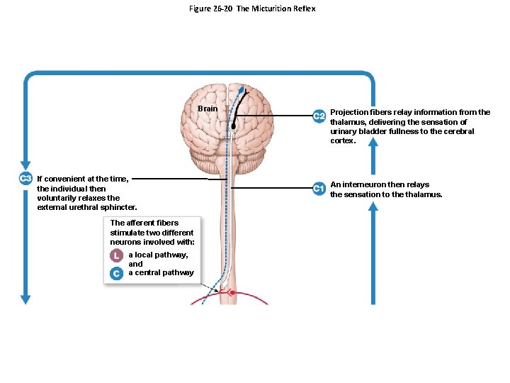 Figure 26 -20 The Micturition Reflex Brain If convenient at the time, the individual