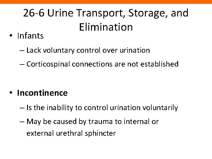 26 -6 Urine Transport, Storage, and Elimination • Infants – Lack voluntary control over