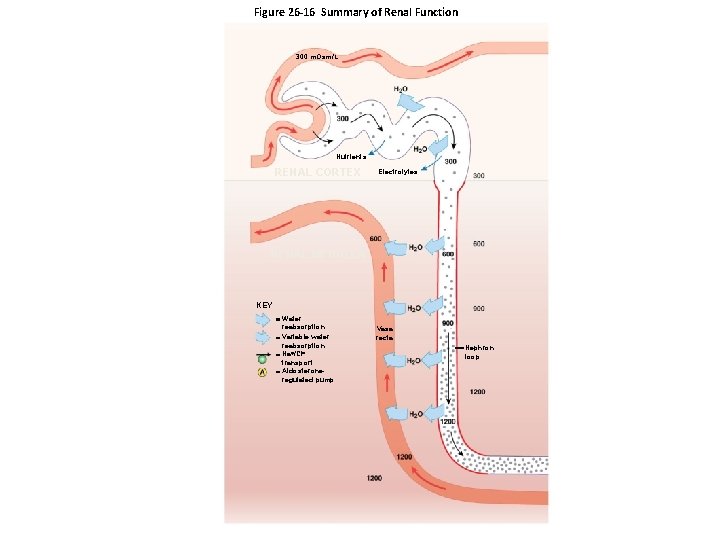Figure 26 -16 Summary of Renal Function 300 m. Osm/L Nutrients RENAL CORTEX Electrolytes