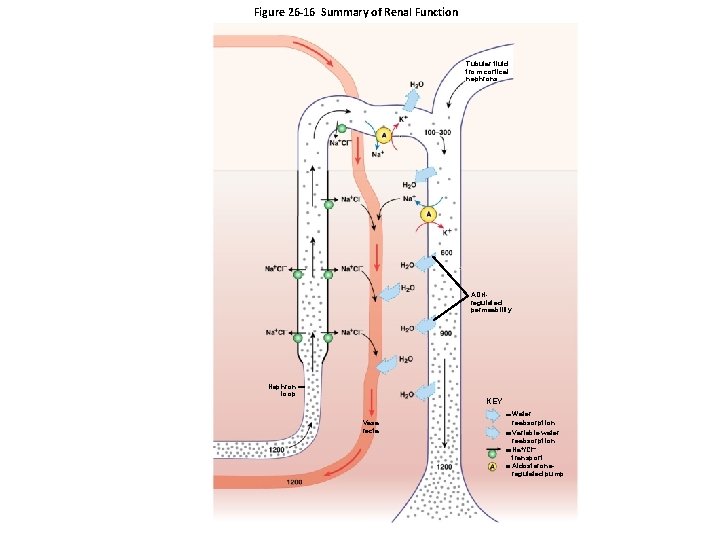 Figure 26 -16 Summary of Renal Function Tubular fluid from cortical nephrons ADHregulated permeability
