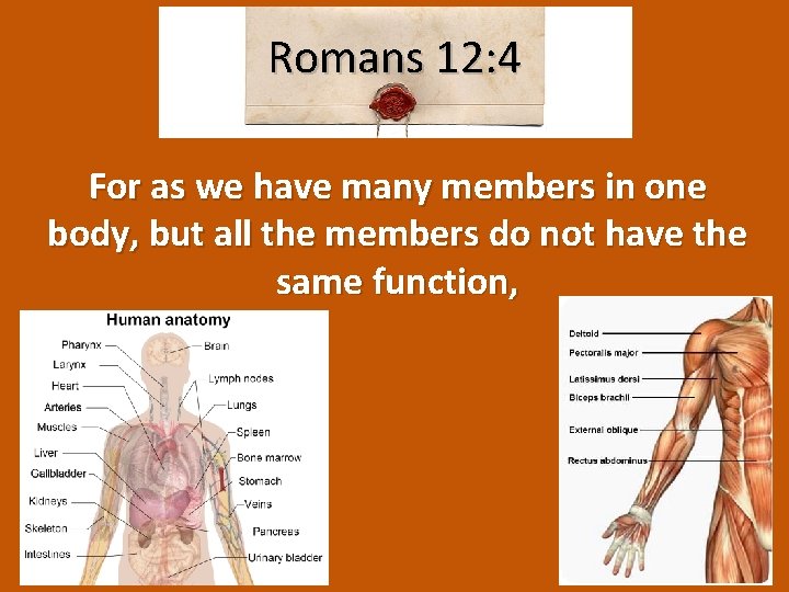 Romans 12: 4 For as we have many members in one body, but all