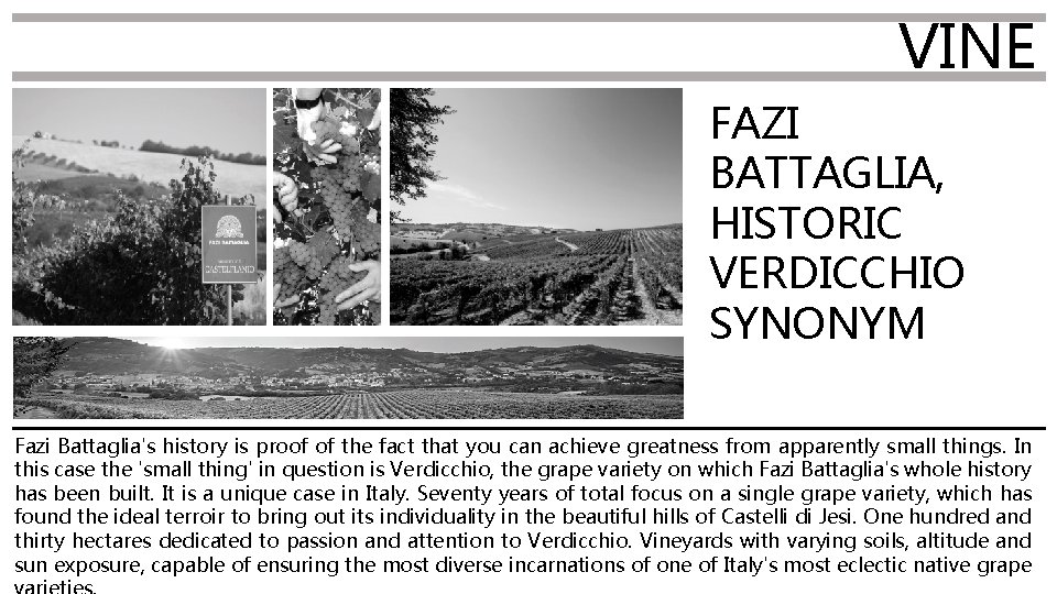 VINE FAZI BATTAGLIA, HISTORIC VERDICCHIO SYNONYM Fazi Battaglia's history is proof of the fact