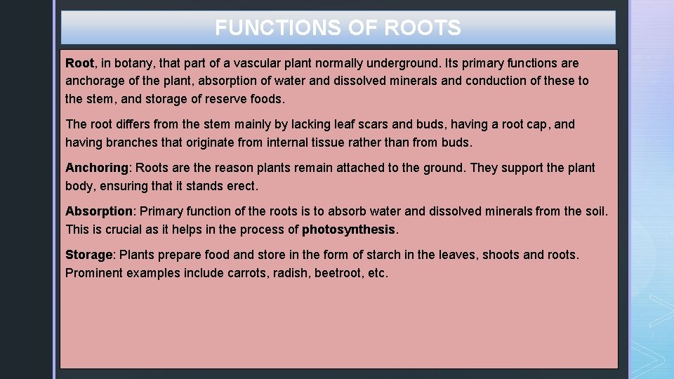 Unit 2 Morphology of Plants Topic Root B