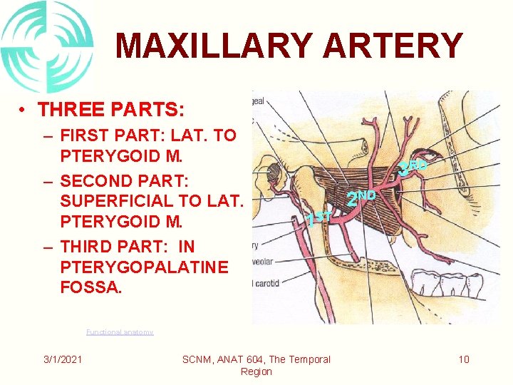 MAXILLARY ARTERY • THREE PARTS: – FIRST PART: LAT. TO PTERYGOID M. – SECOND