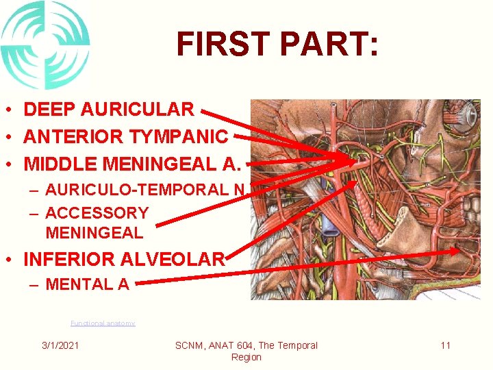FIRST PART: • DEEP AURICULAR • ANTERIOR TYMPANIC • MIDDLE MENINGEAL A. – AURICULO-TEMPORAL