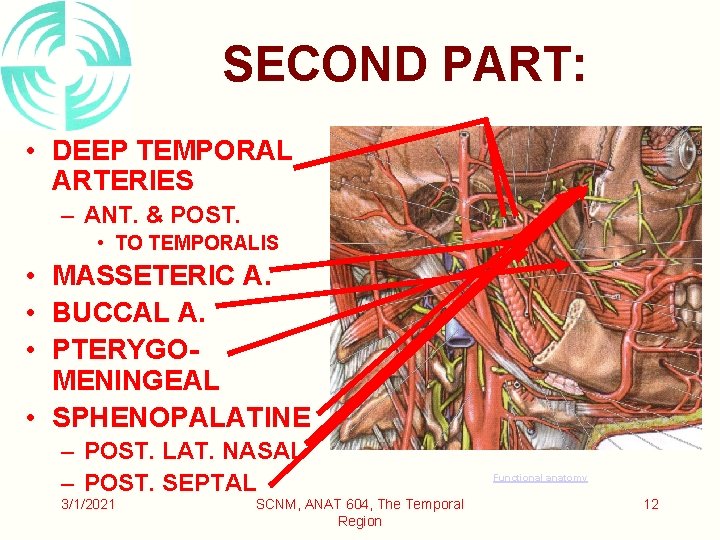 SECOND PART: • DEEP TEMPORAL ARTERIES – ANT. & POST. • TO TEMPORALIS •