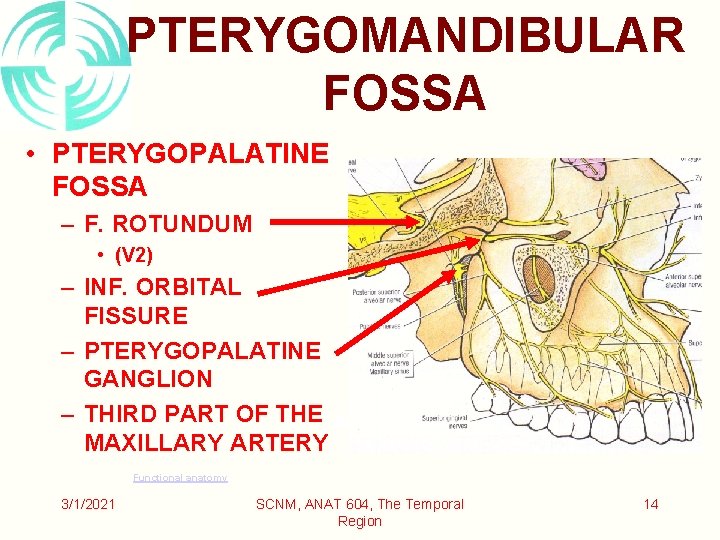 PTERYGOMANDIBULAR FOSSA • PTERYGOPALATINE FOSSA – F. ROTUNDUM • (V 2) – INF. ORBITAL