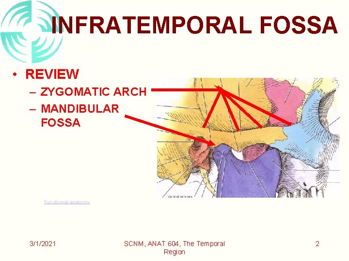 INFRATEMPORAL FOSSA • REVIEW – ZYGOMATIC ARCH – MANDIBULAR FOSSA Functional anatomy 3/1/2021 SCNM,