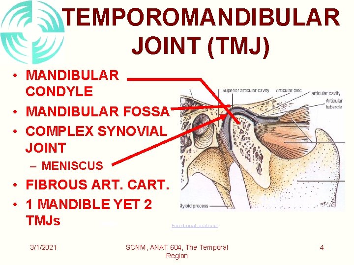 TEMPOROMANDIBULAR JOINT (TMJ) • MANDIBULAR CONDYLE • MANDIBULAR FOSSA • COMPLEX SYNOVIAL JOINT –