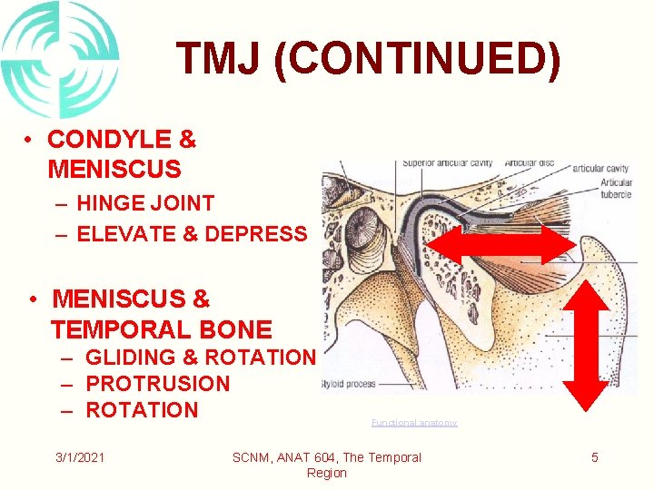 TMJ (CONTINUED) • CONDYLE & MENISCUS – HINGE JOINT – ELEVATE & DEPRESS •