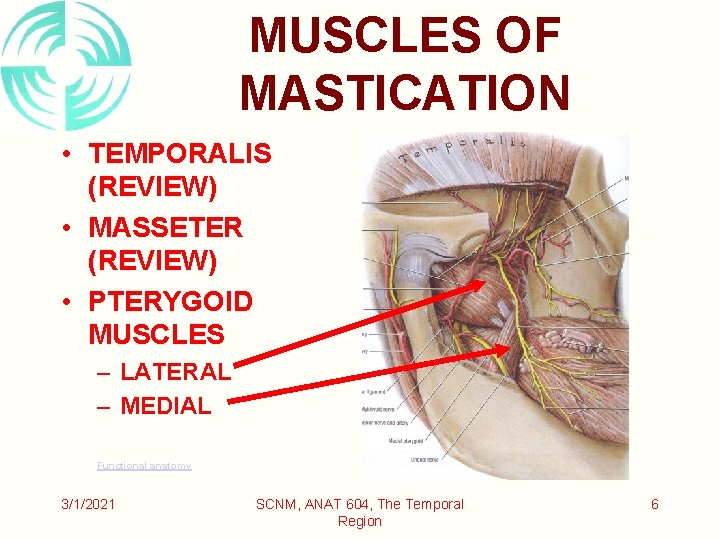 MUSCLES OF MASTICATION • TEMPORALIS (REVIEW) • MASSETER (REVIEW) • PTERYGOID MUSCLES – LATERAL