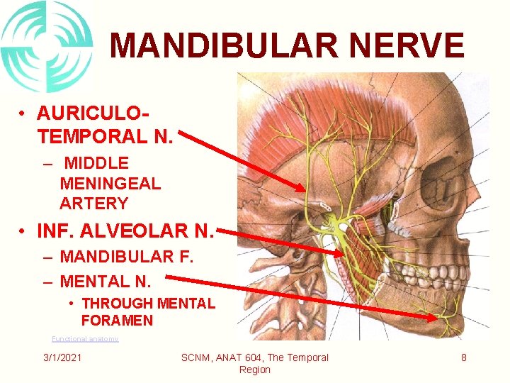 MANDIBULAR NERVE • AURICULOTEMPORAL N. – MIDDLE MENINGEAL ARTERY • INF. ALVEOLAR N. –