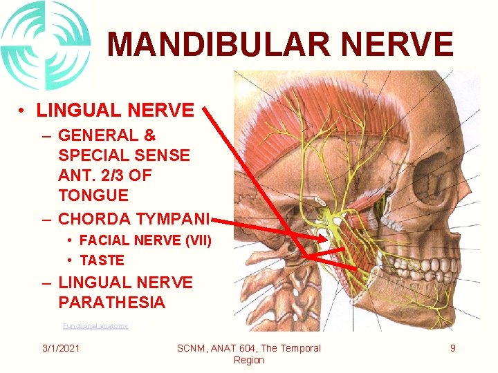 MANDIBULAR NERVE • LINGUAL NERVE – GENERAL & SPECIAL SENSE ANT. 2/3 OF TONGUE