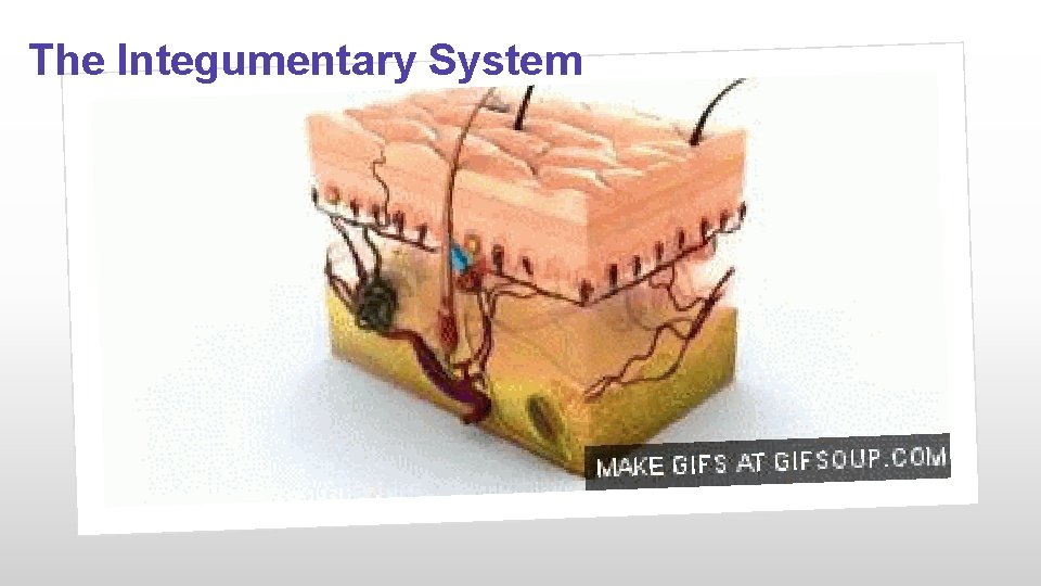 The Integumentary System 