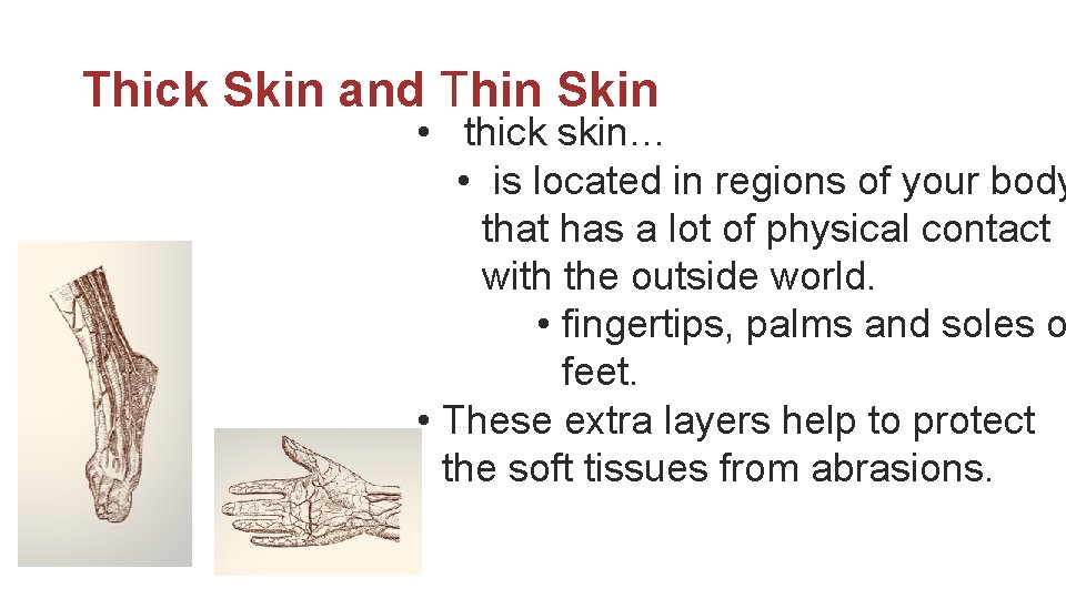 Thick Skin and Thin Skin • thick skin… • is located in regions of