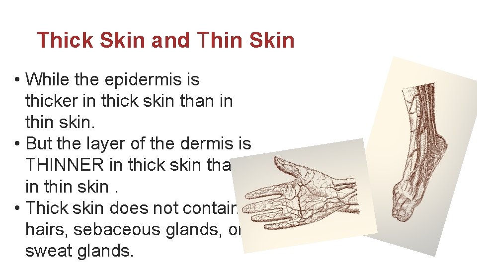 Thick Skin and Thin Skin • While the epidermis is thicker in thick skin