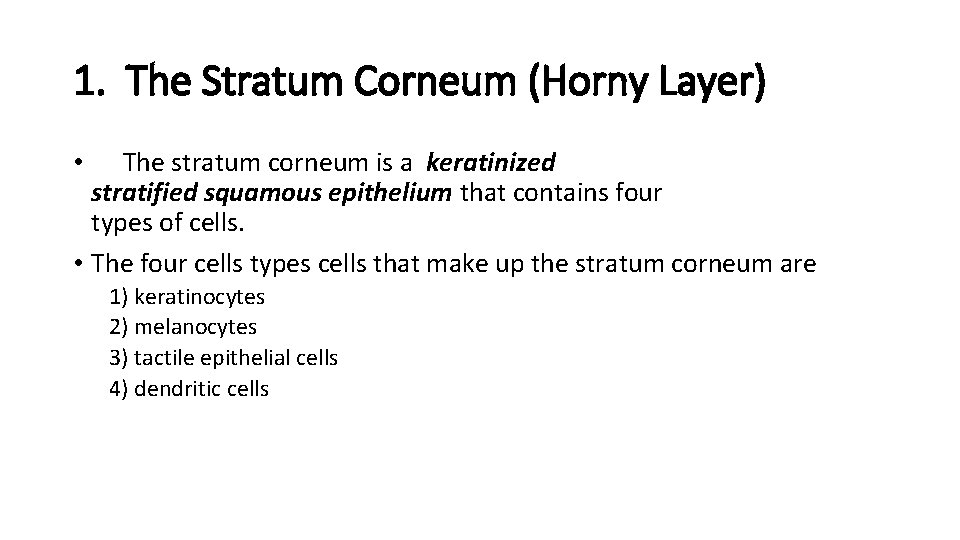 1. The Stratum Corneum (Horny Layer) • The stratum corneum is a keratinized stratified