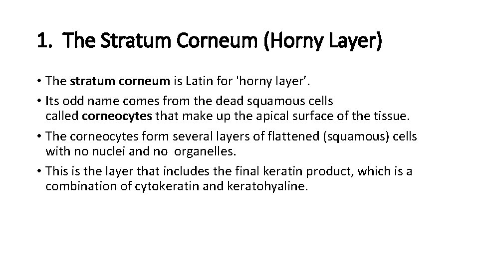 1. The Stratum Corneum (Horny Layer) • The stratum corneum is Latin for 'horny