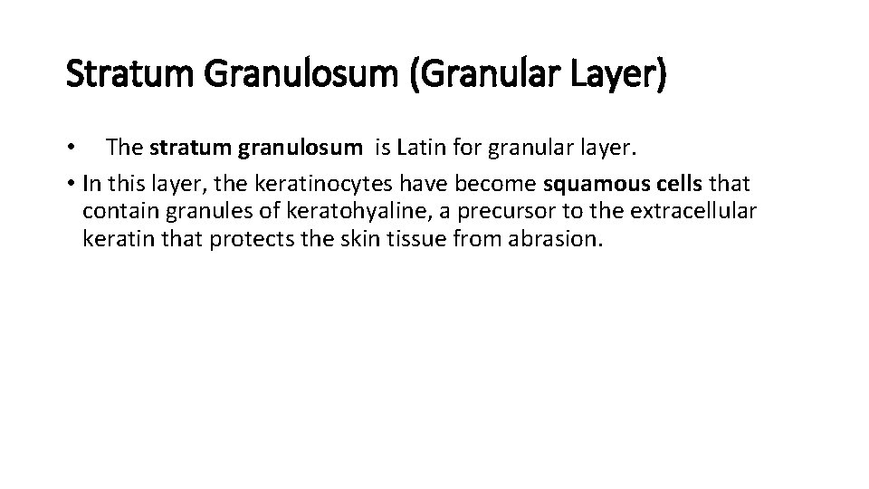 Stratum Granulosum (Granular Layer) • The stratum granulosum is Latin for granular layer. •